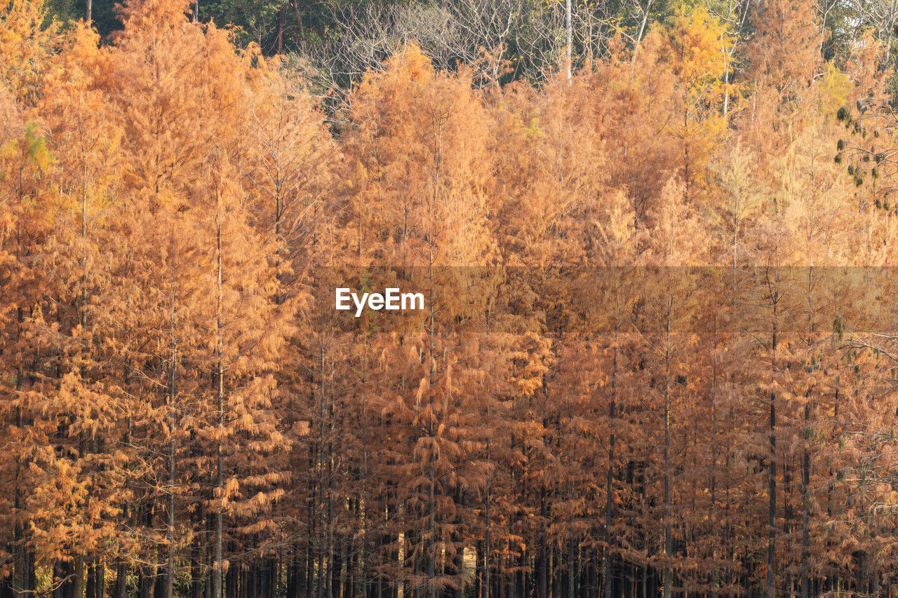 tree, plant, forest, autumn, beauty in nature, woodland, land, nature, leaf, tranquility, no people, growth, natural environment, day, scenics - nature, tranquil scene, wilderness, orange color, non-urban scene, environment, landscape, outdoors, pine woodland, coniferous tree, pinaceae, idyllic, pine tree, morning, sunlight, backgrounds