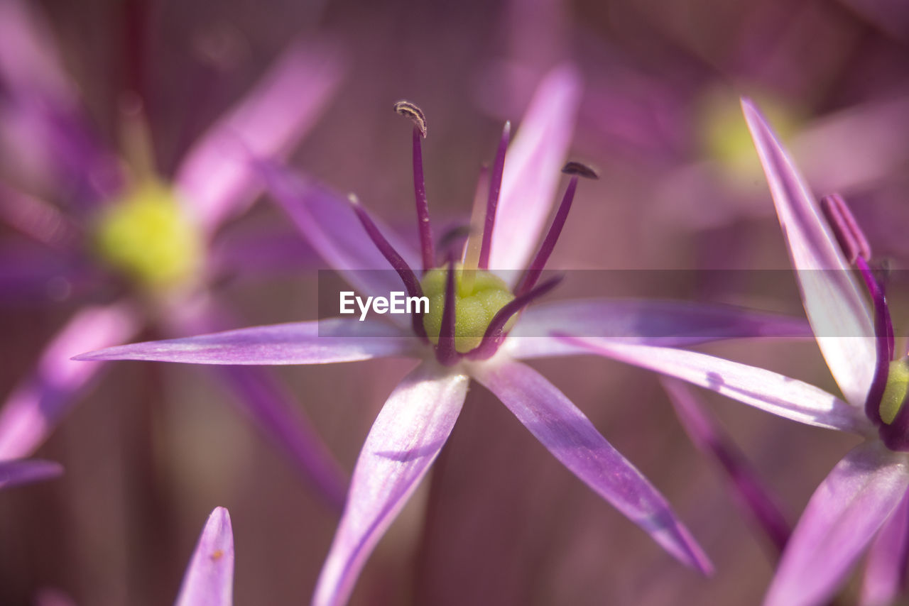 Close-up of purple flowering plant