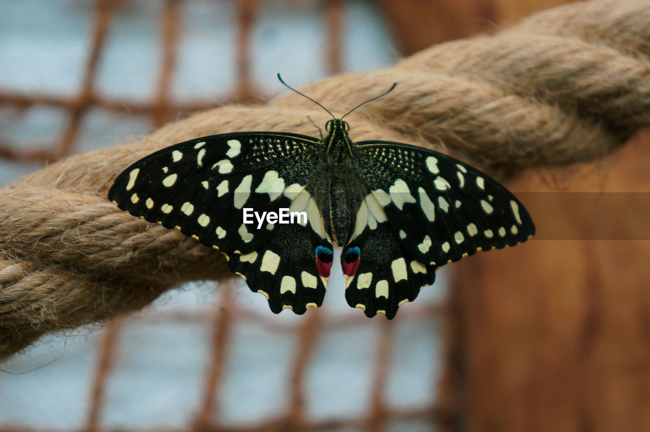 Close-up of butterfly