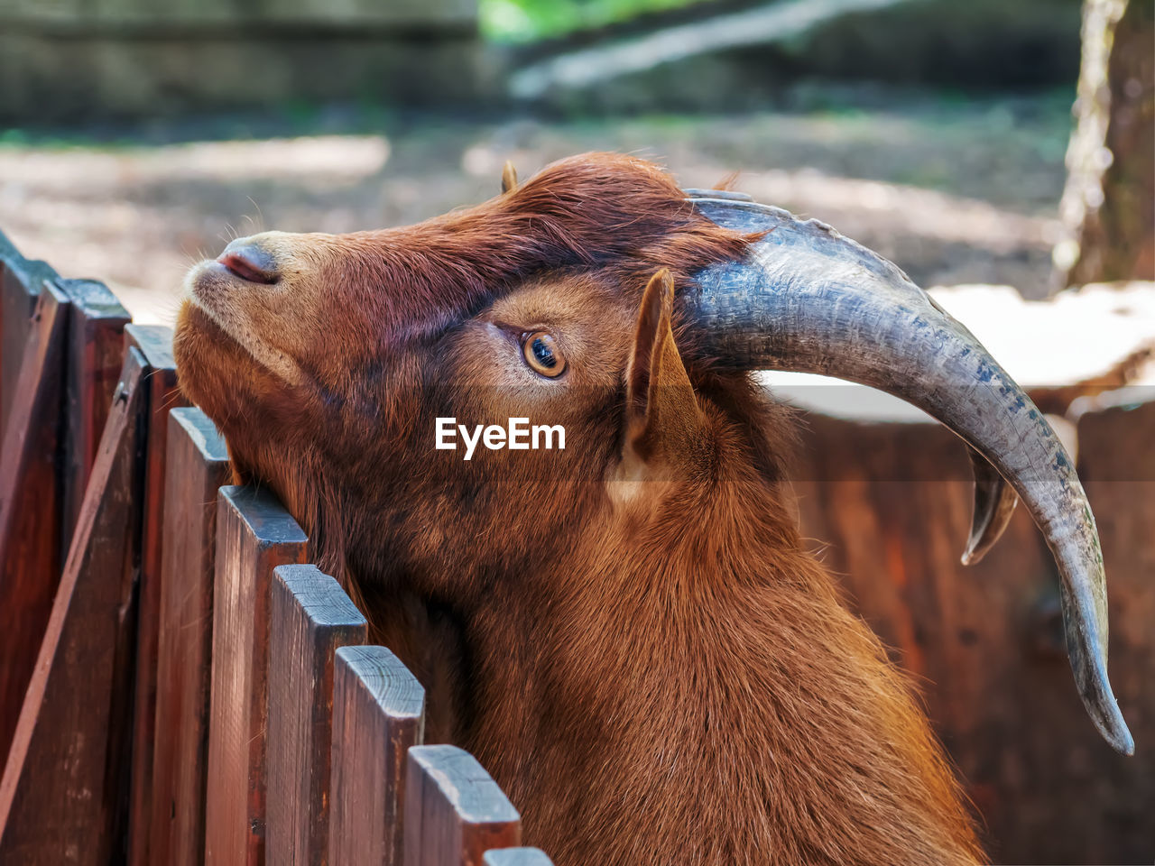 Close-up of goat
