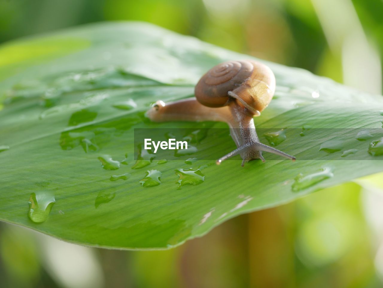 Close-up of snail on green leaves