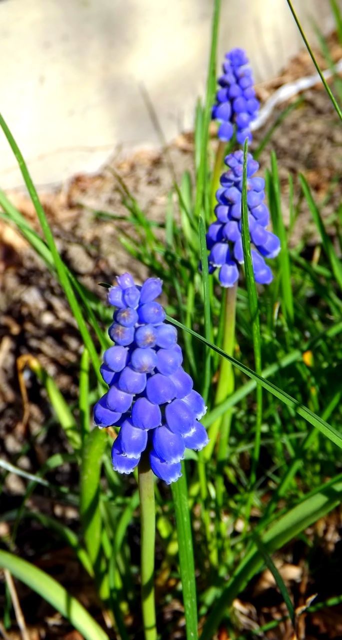 CLOSE-UP OF BLUE FLOWERS BLOOMING OUTDOORS