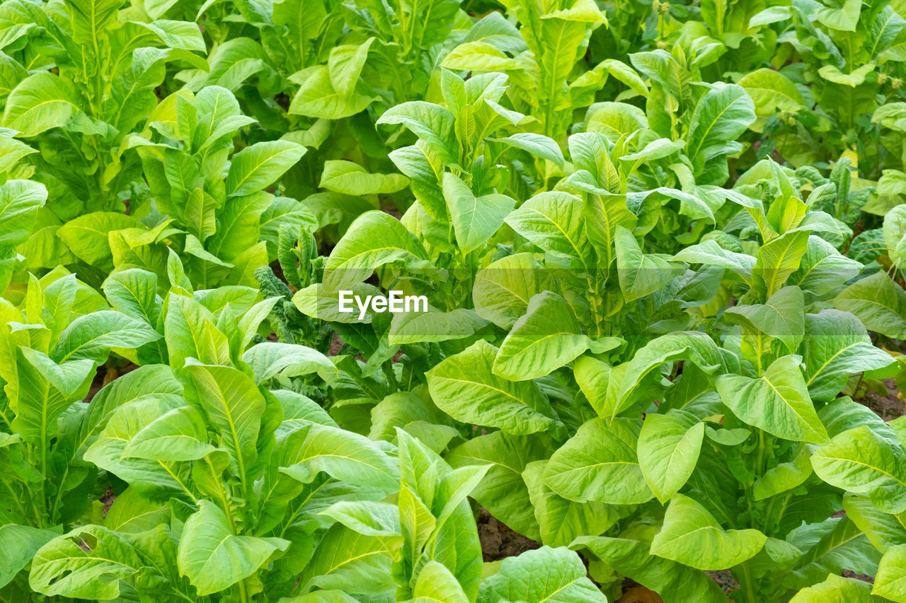 FULL FRAME SHOT OF LEAVES GROWING ON FIELD