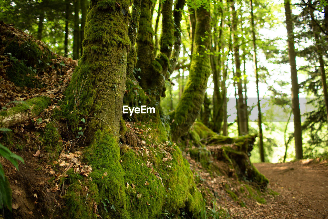 VIEW OF TREES IN FOREST