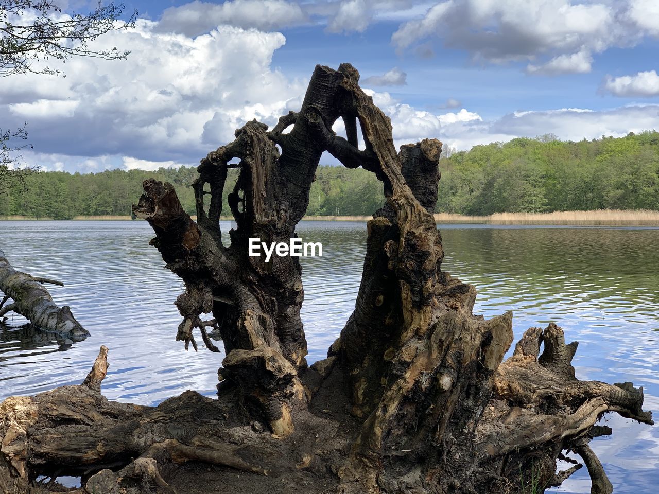 View of driftwood in lake against cloudy sky