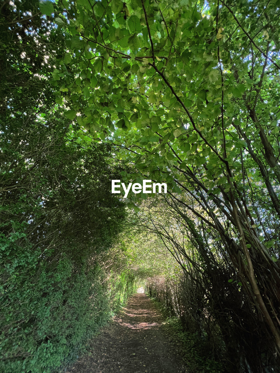 TREES GROWING IN FOREST