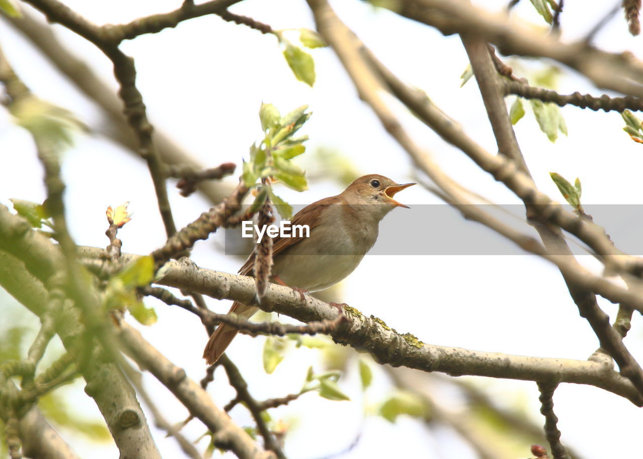 LOW ANGLE VIEW OF BIRDS PERCHING ON TREE