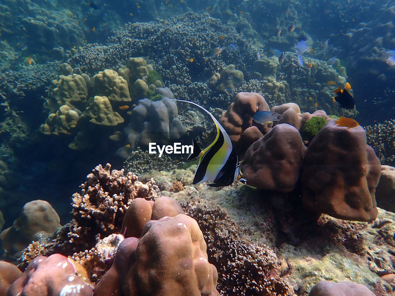 View of fishes swimming in sea