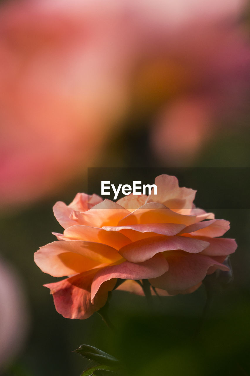 CLOSE-UP OF PINK ROSE