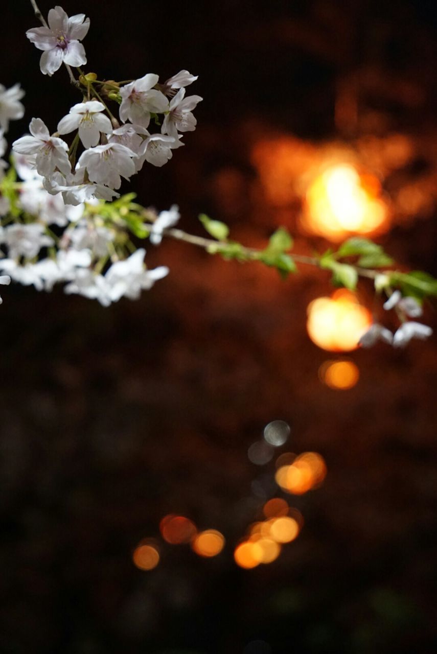 CLOSE-UP OF FLOWERS AGAINST BLURRED BACKGROUND