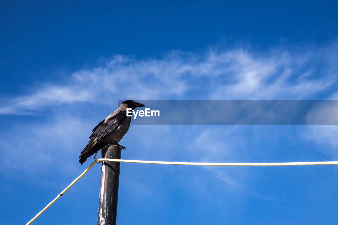 LOW ANGLE VIEW OF BIRD PERCHING ON POLE AGAINST SKY