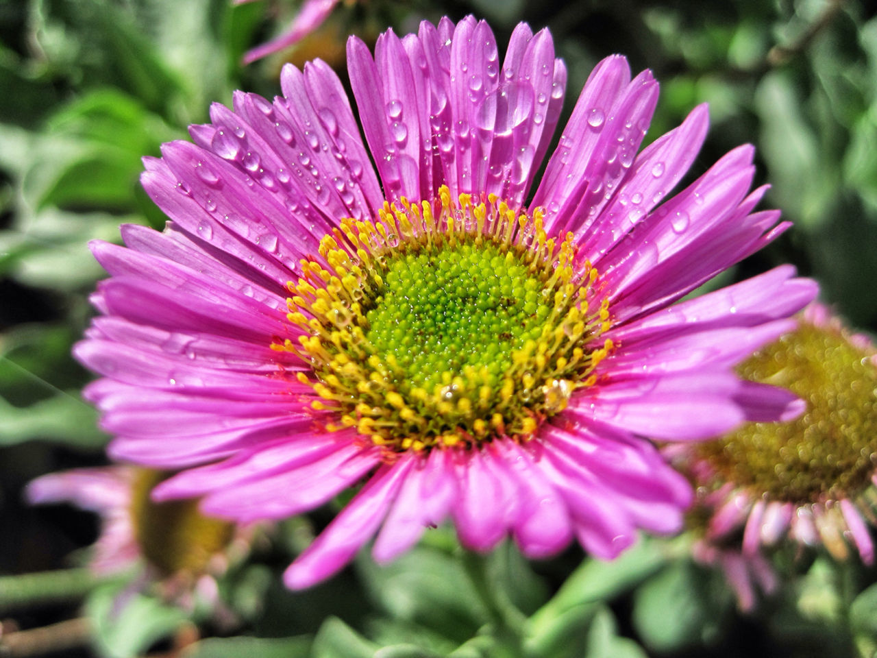 Close-up of pink flower