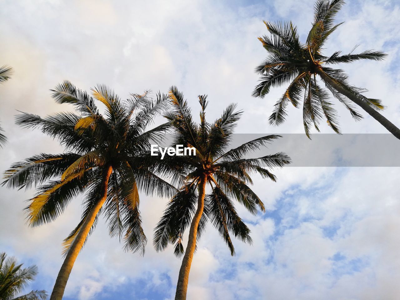 LOW ANGLE VIEW OF COCONUT PALM TREES AGAINST SKY