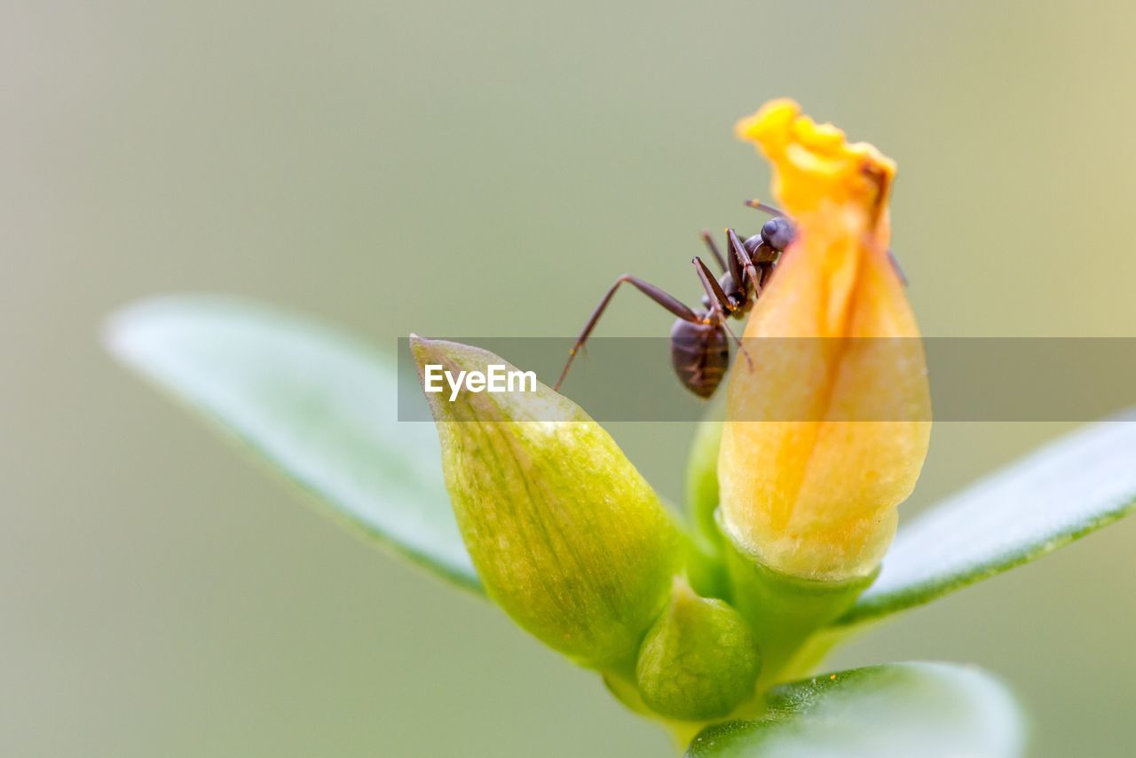 Close-up of ant on yellow flower bud