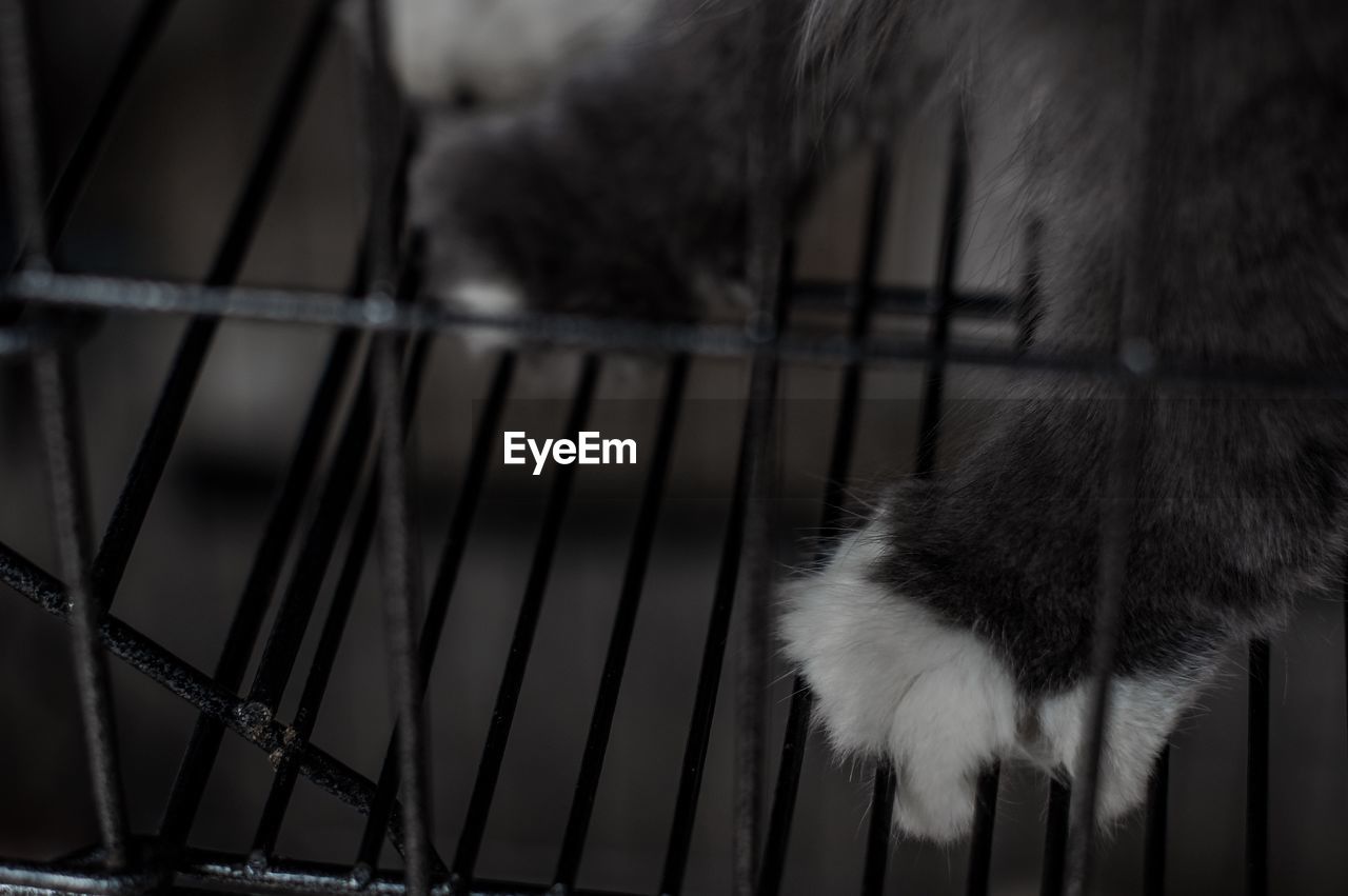 CLOSE-UP OF CAT LOOKING AWAY WHILE CAGE