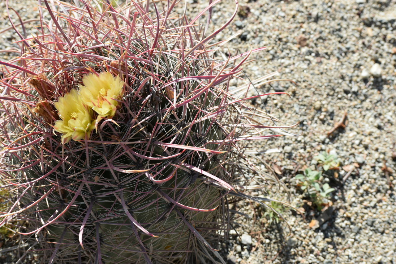 CLOSE-UP OF YELLOW FLOWERS