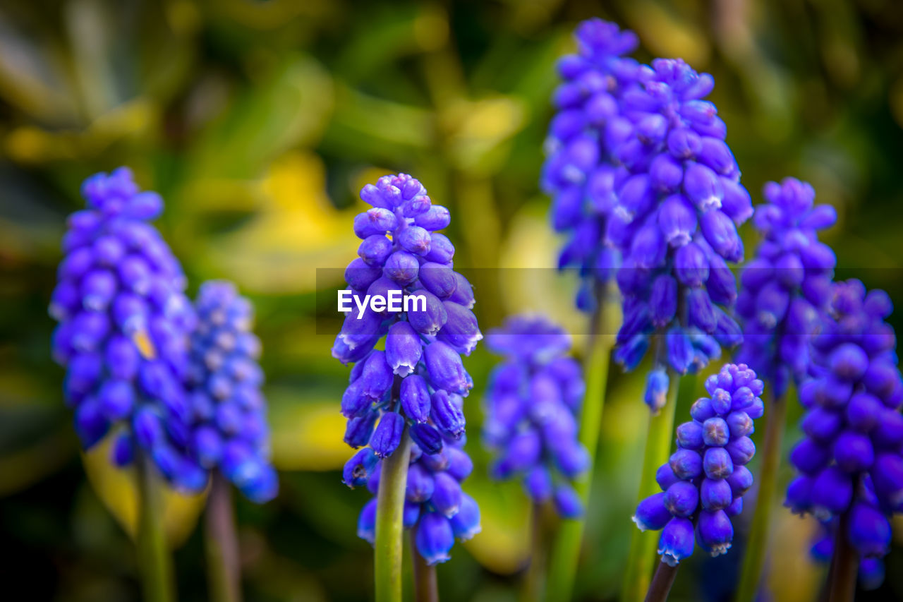 Close-up of purple flowers blooming outdoors