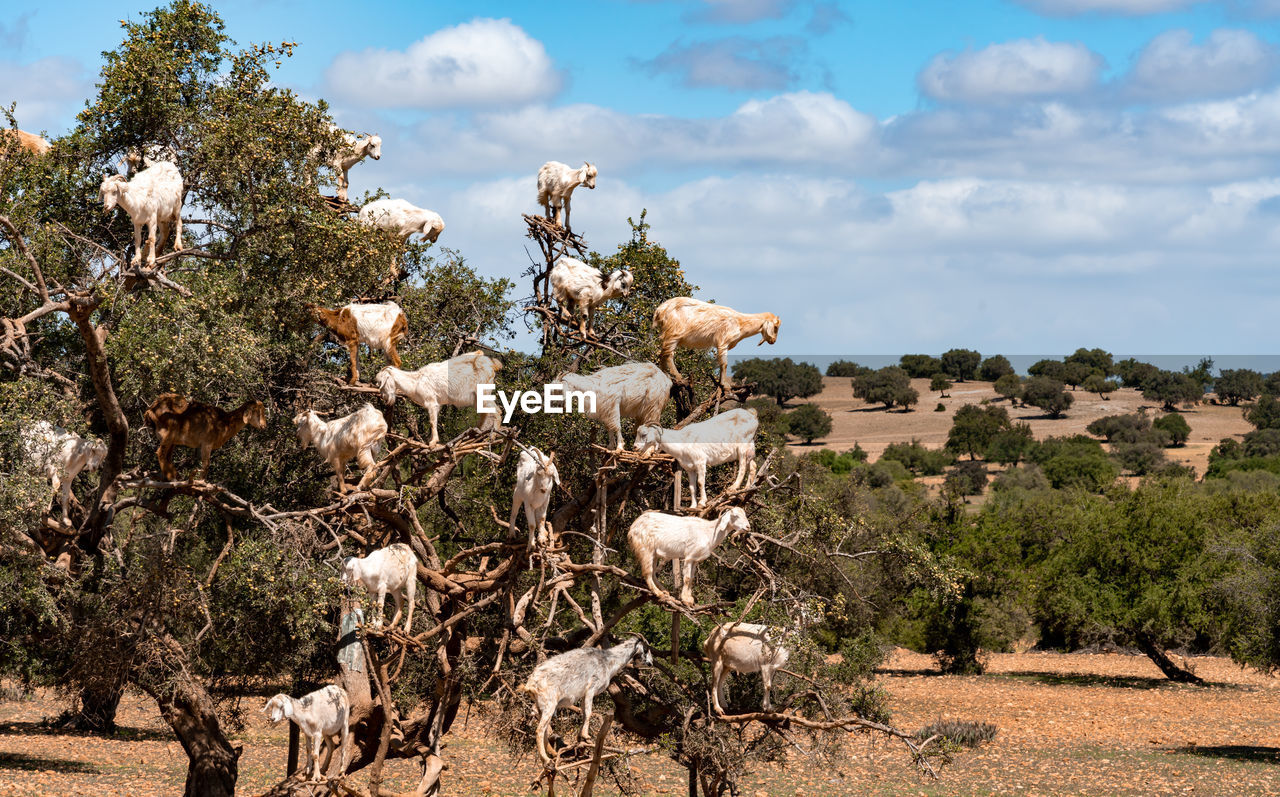 Goats standing in a tree