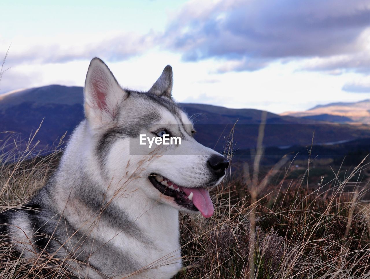 CLOSE-UP OF DOG BY WALL AGAINST SKY