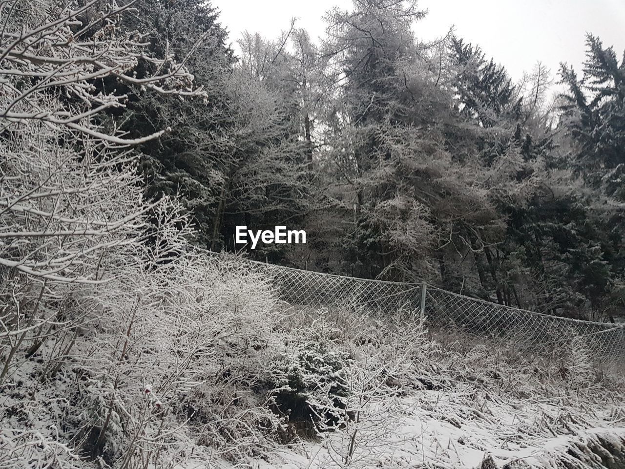 VIEW OF TREES IN FOREST DURING WINTER