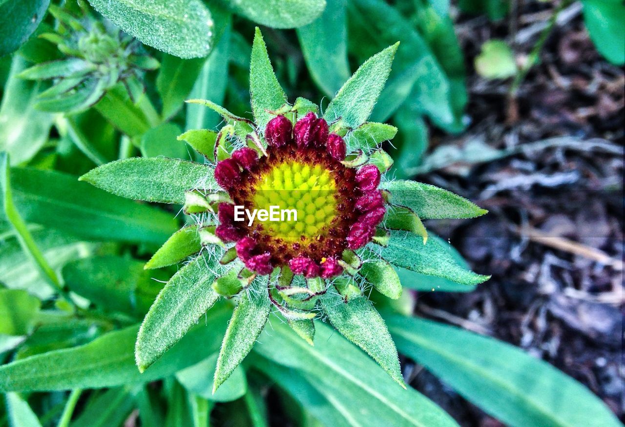 View of blooming flower