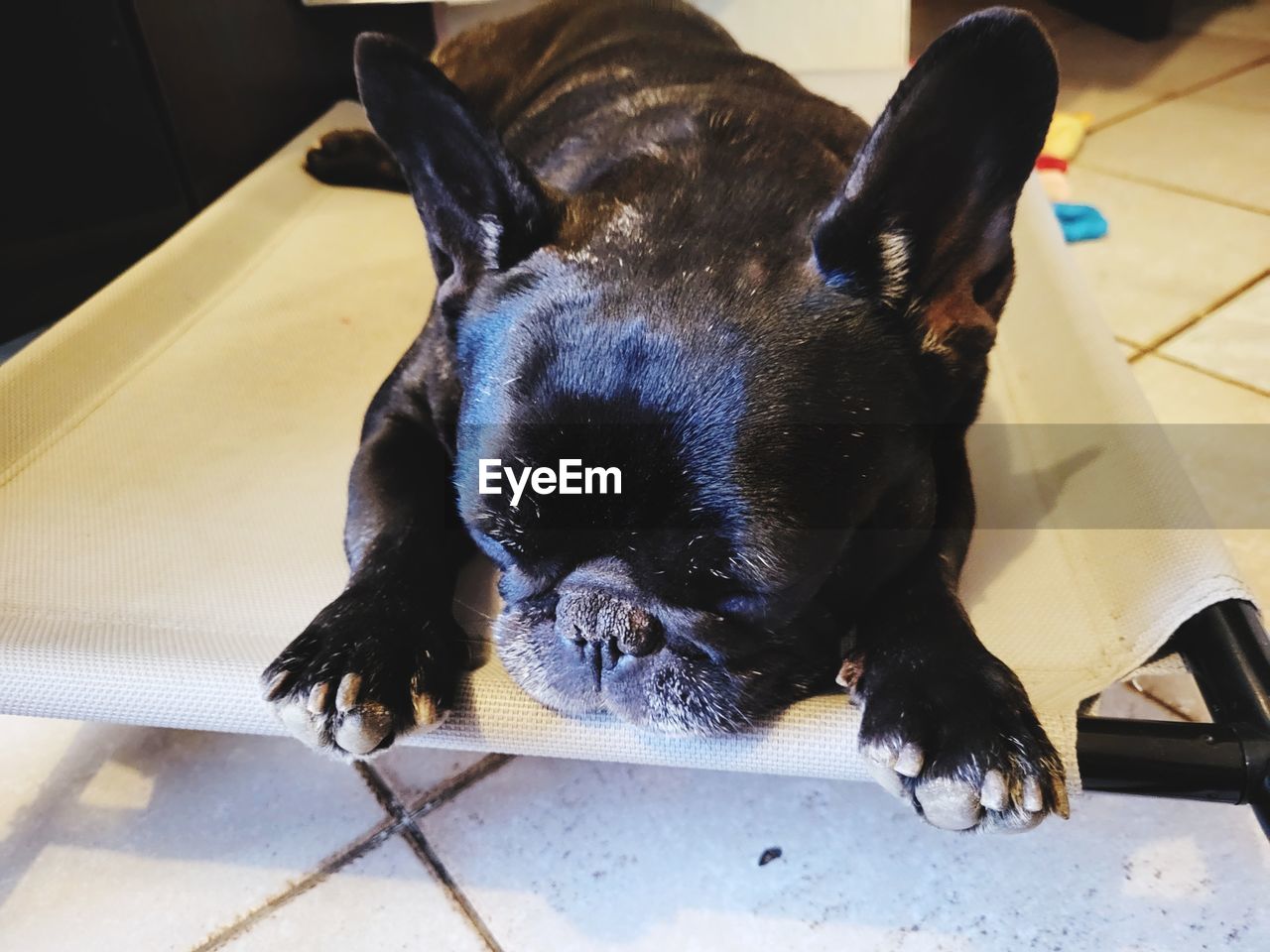 animal, animal themes, pet, one animal, mammal, domestic animals, black, canine, dog, indoors, no people, french bulldog, puppy, flooring, lap dog