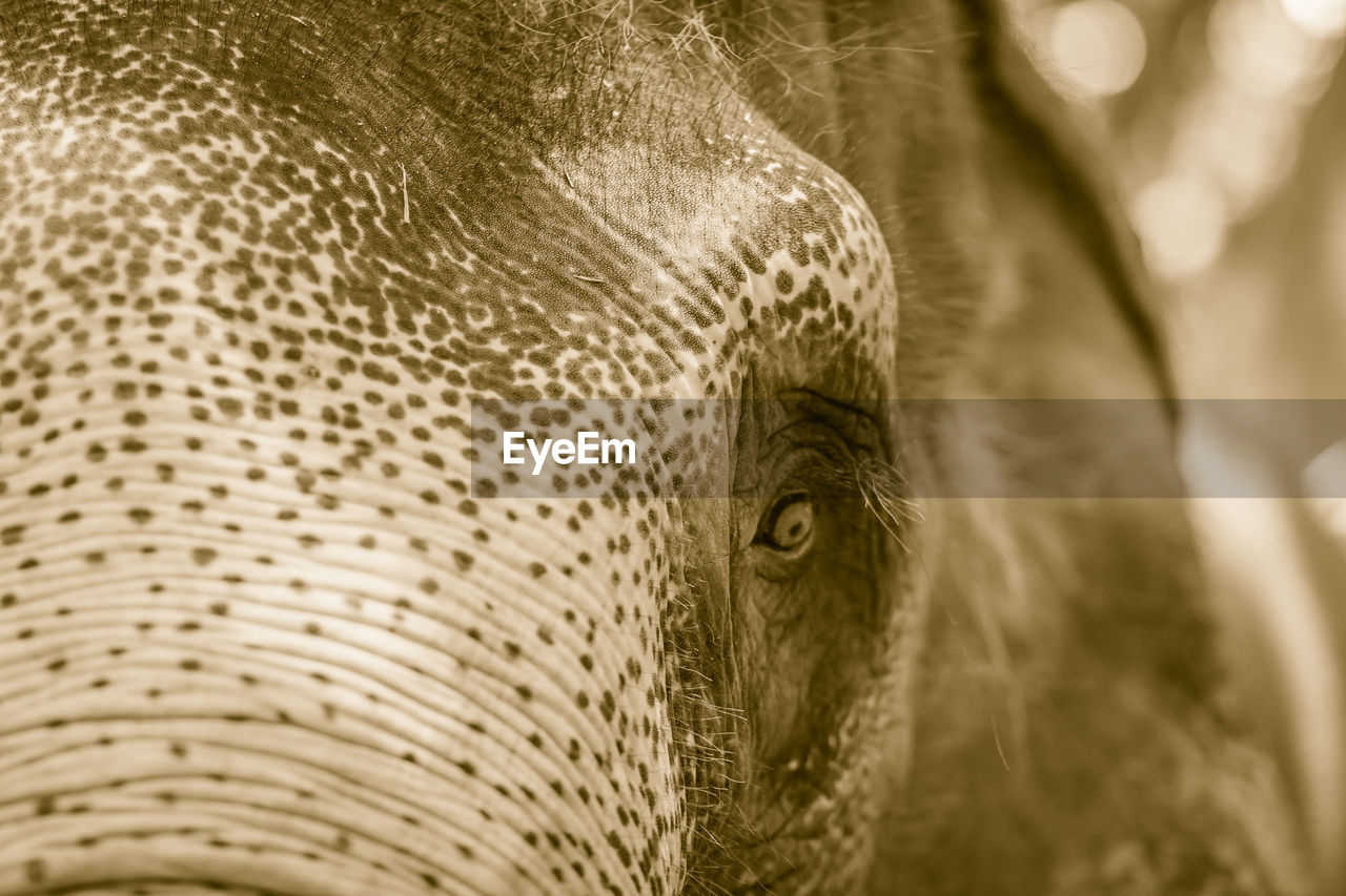 CLOSE-UP PORTRAIT OF A ELEPHANT