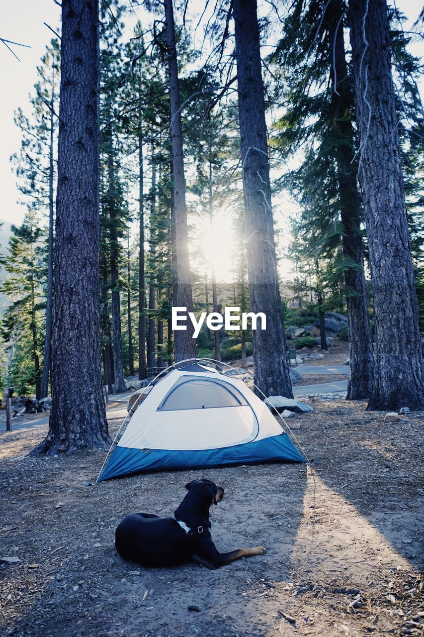 Dog sitting on ground in forest