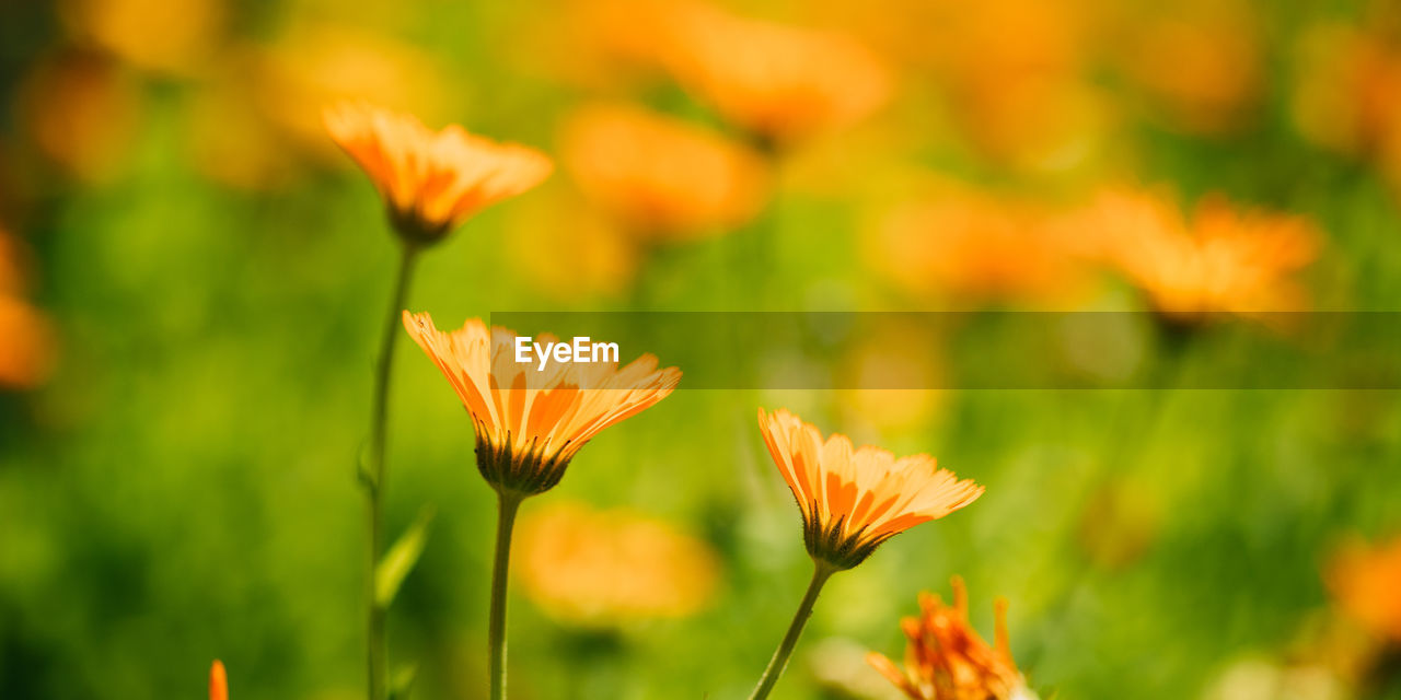 close-up of yellow flowering plant