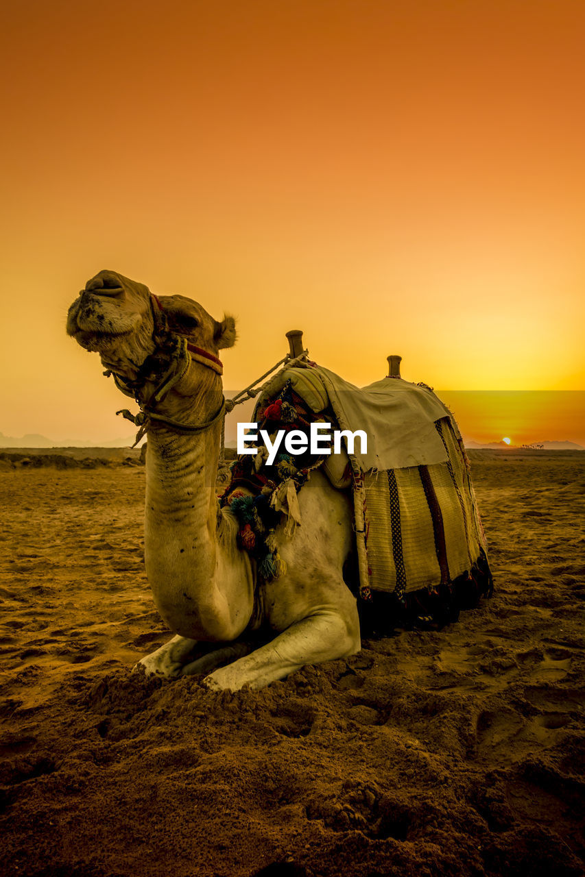 Camel sitting on sand in desert against clear sky during sunset
