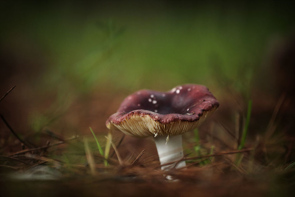 Close-up of plant growing on field