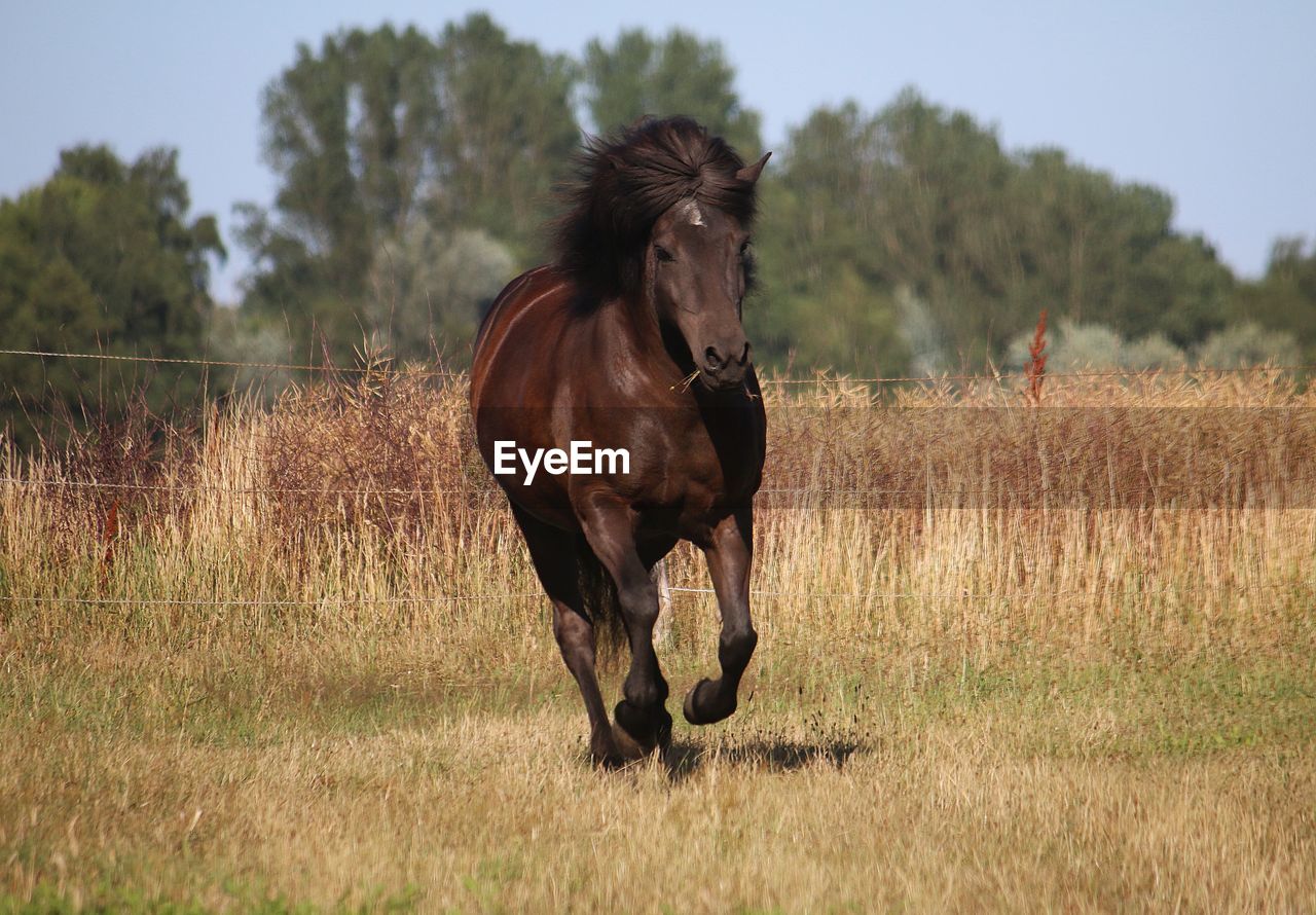 HORSE RUNNING ON GRASS