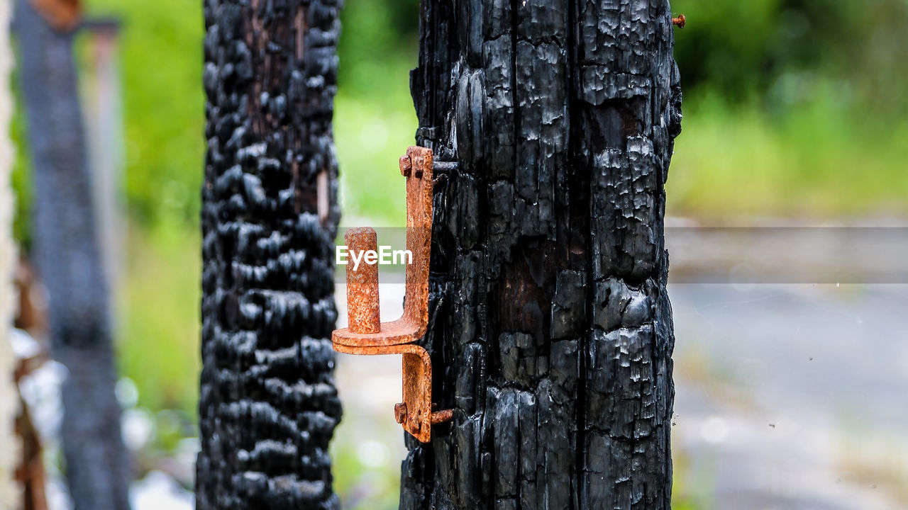 close-up of rusty metal on tree trunk