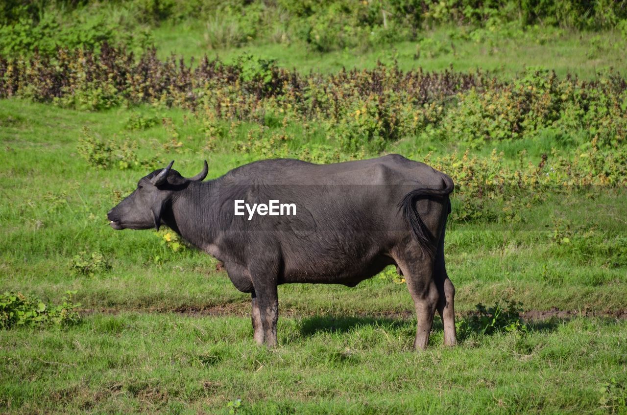 ELEPHANT STANDING IN A FIELD