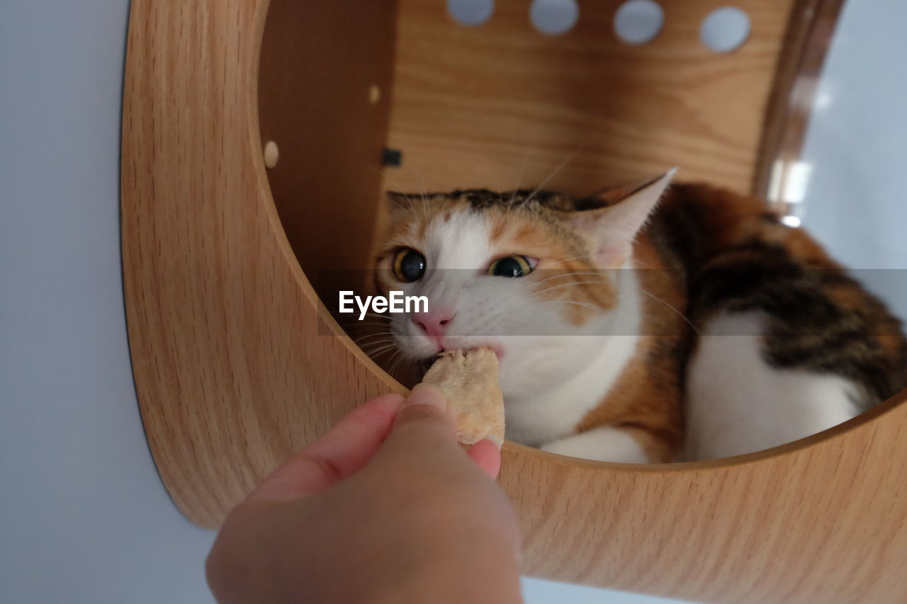 MIDSECTION OF PERSON HOLDING CAT WITH HAND ON TABLE