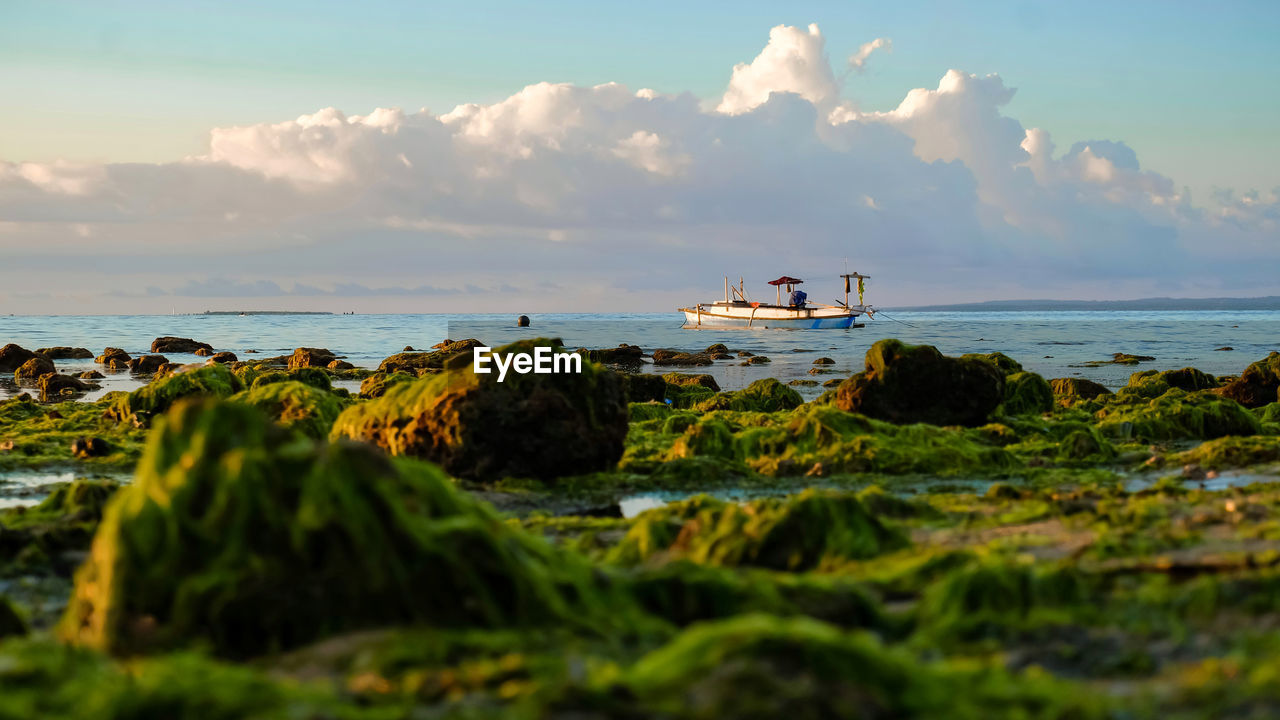 Moss and beach kupang indonesia
