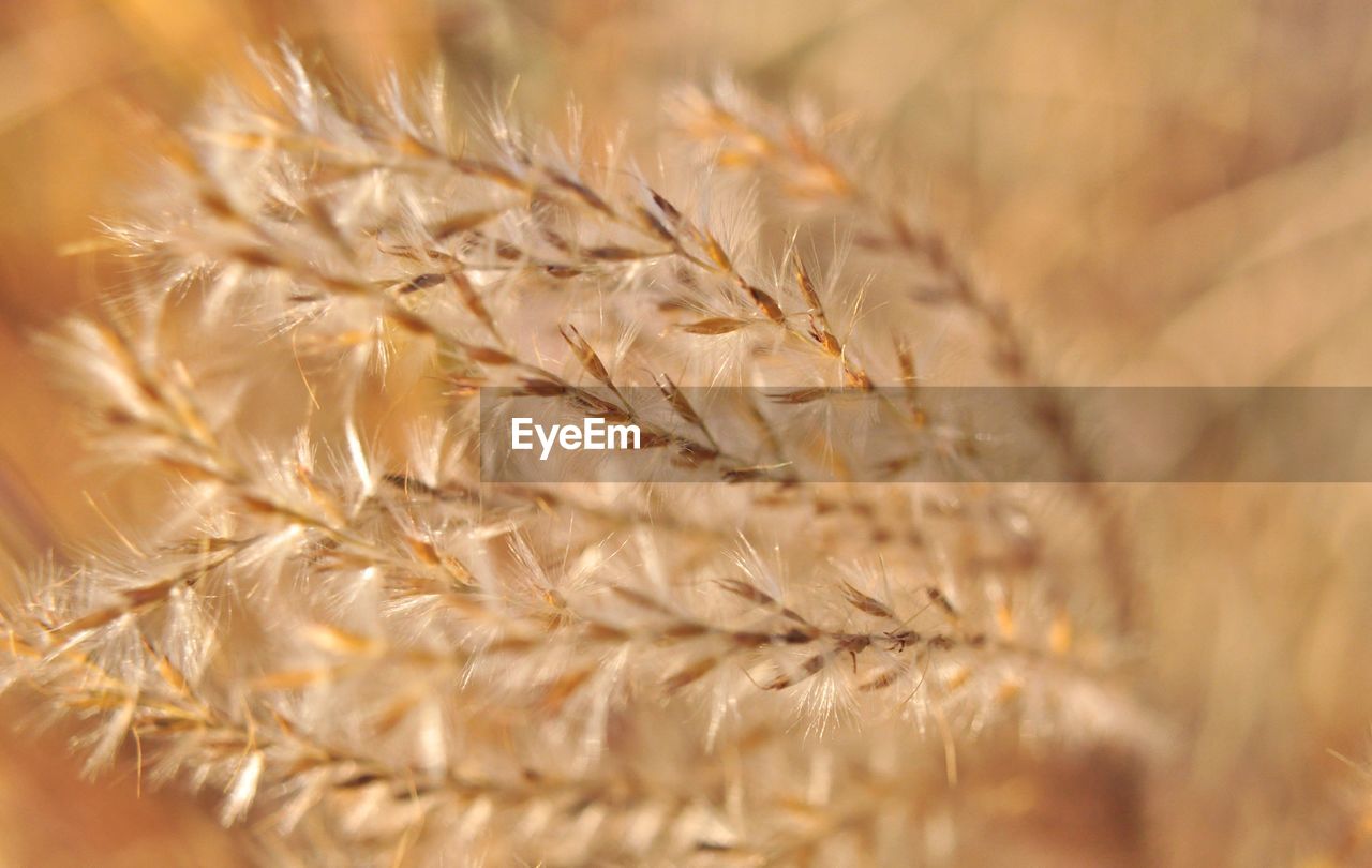 CLOSE UP OF WHEAT IN THE BACKGROUND