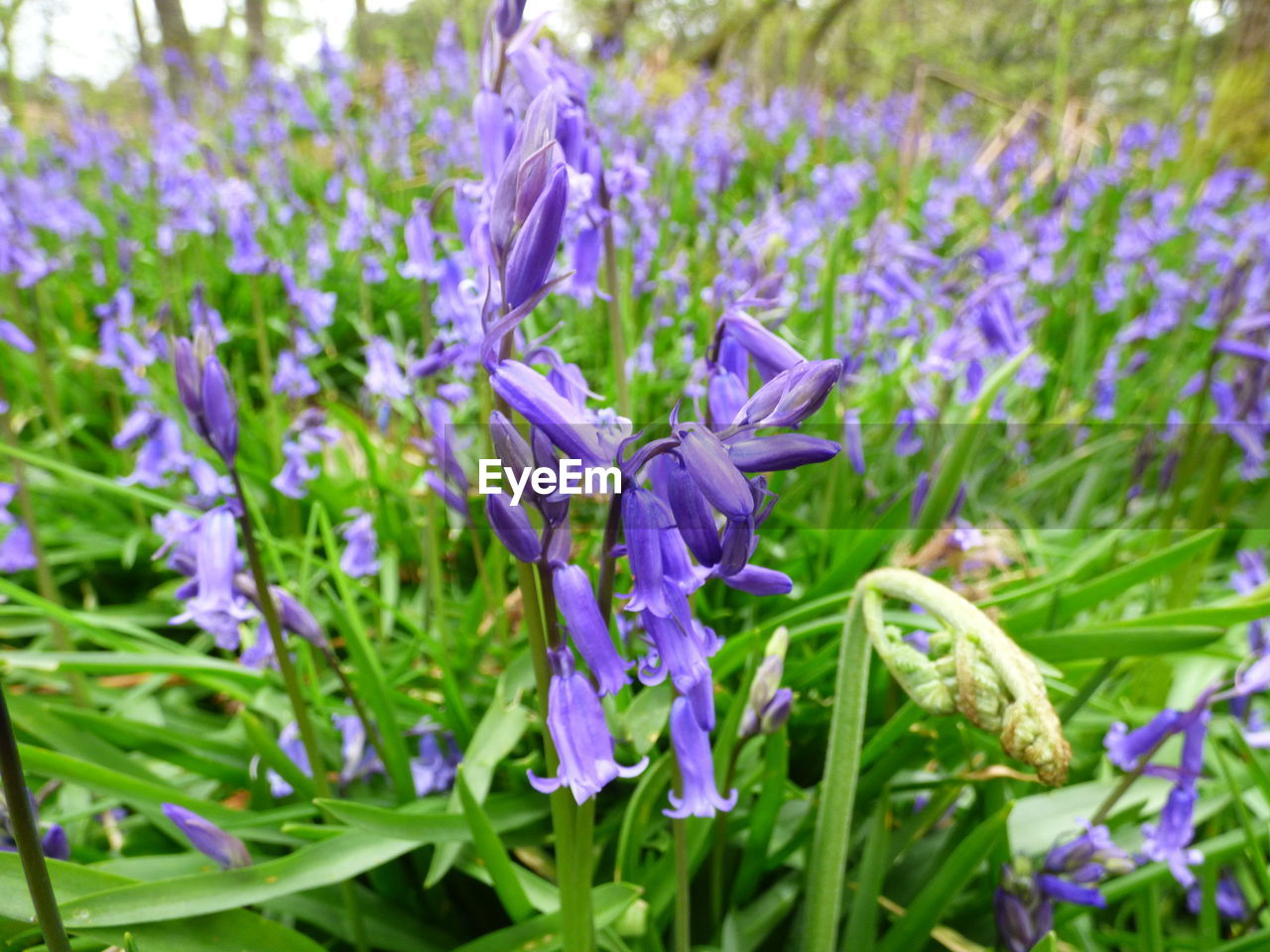 PURPLE CROCUS FLOWERS BLOOMING ON FIELD