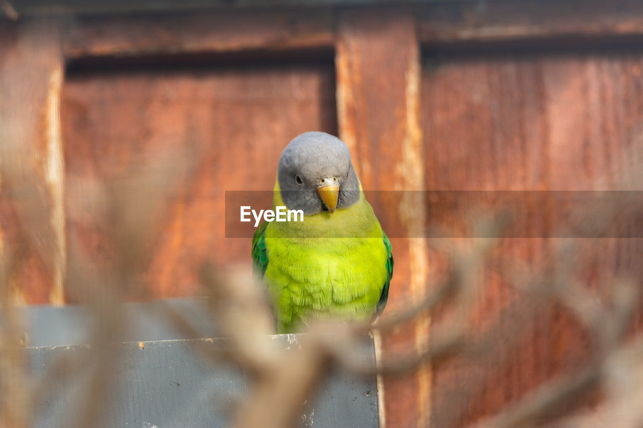 BIRD PERCHING ON WOOD