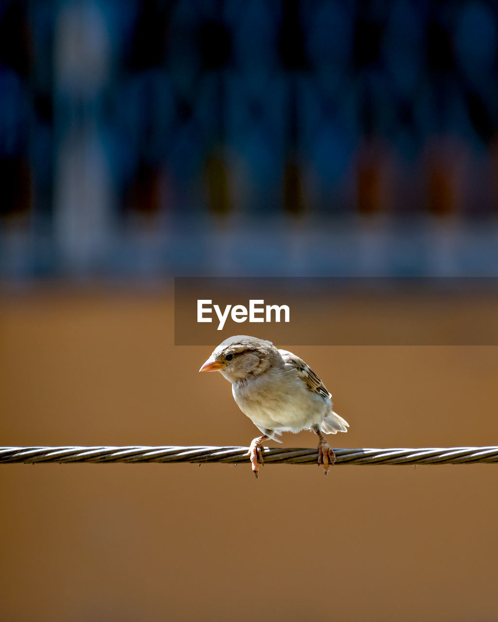 Newly born, hungry baby sparrow barely balancing on wire expecting food from parents.