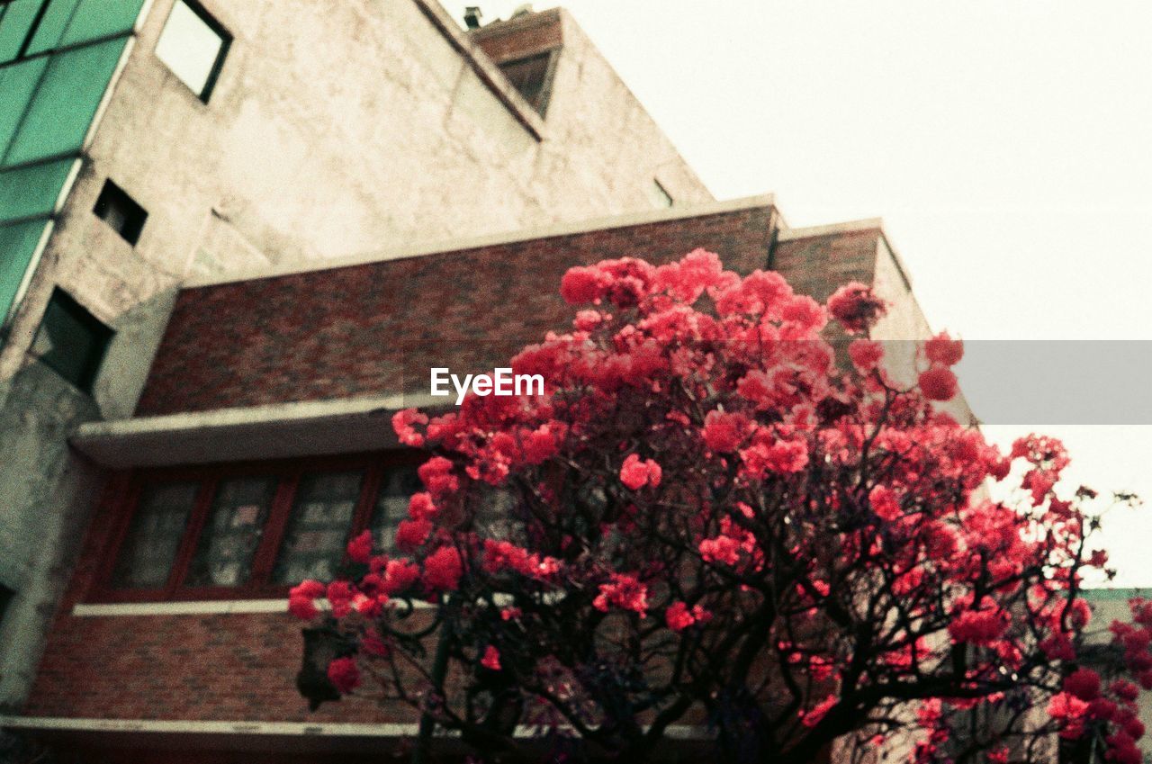 LOW ANGLE VIEW OF PINK FLOWERING TREE BY BUILDING