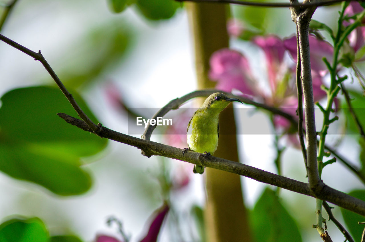 Close-up of bird perching on tree