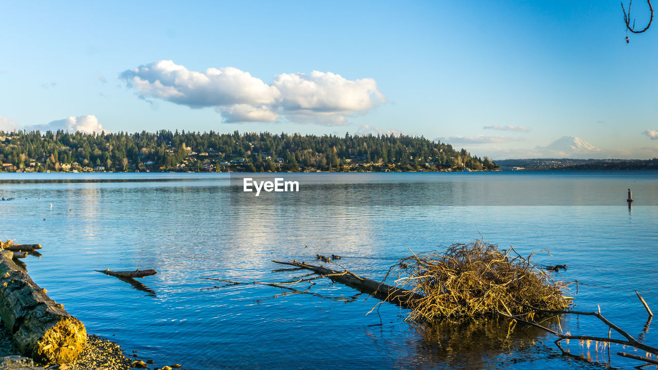 A view of mercer island from seward park in seattle, washington. birds in the foreground.