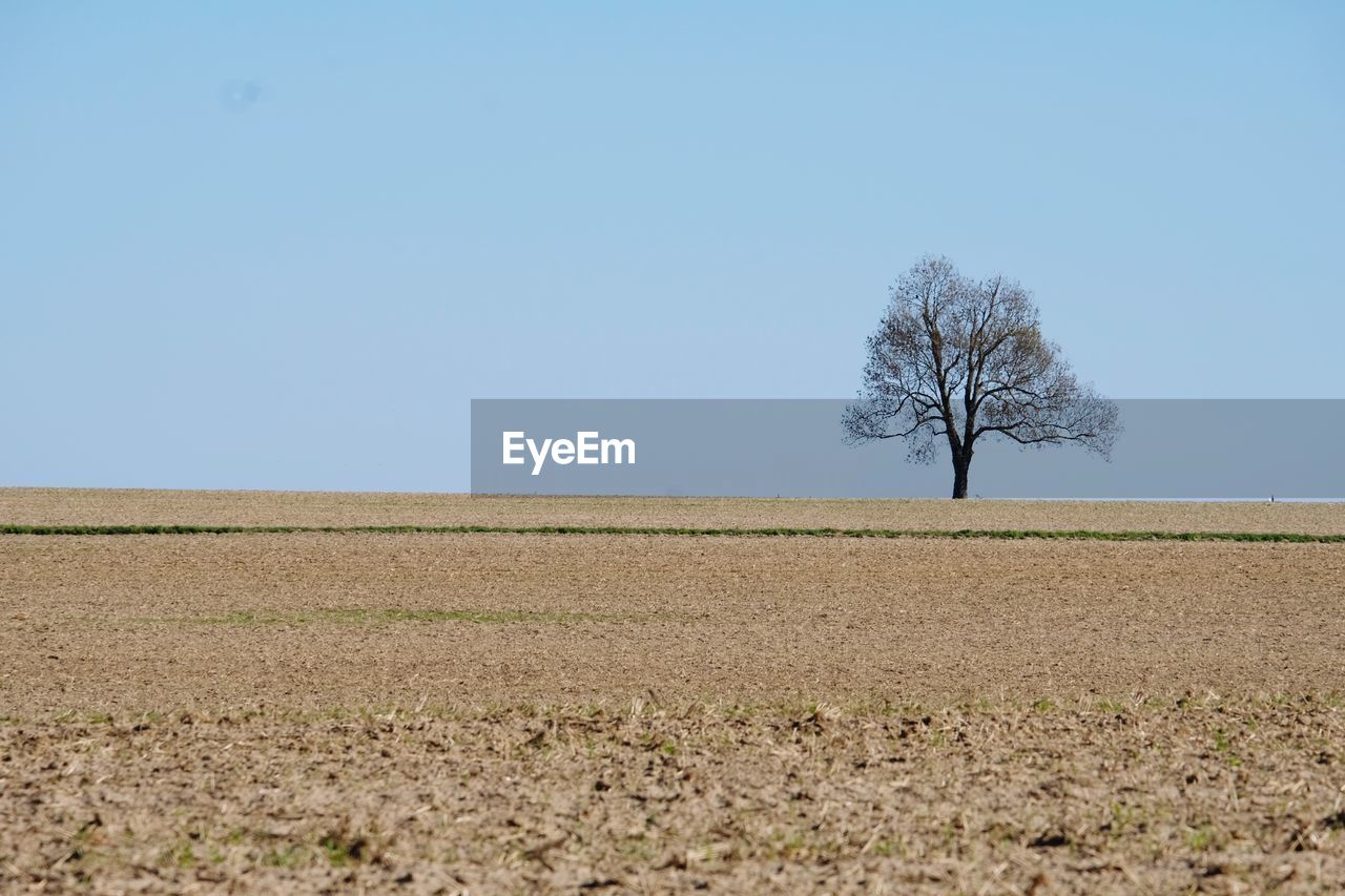 Scenic view of field against clear sky