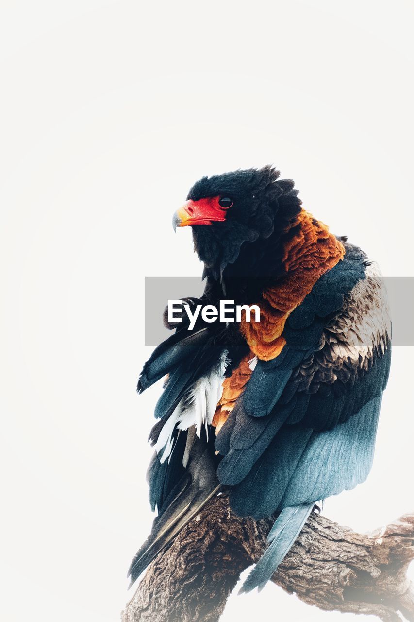 CLOSE-UP OF BIRD PERCHING ON A ROCK