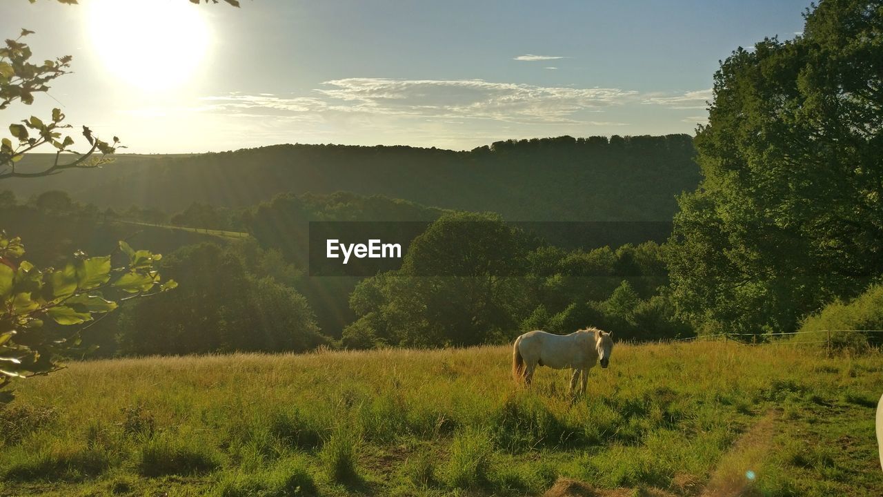 SHEEP GRAZING IN FIELD AGAINST SKY