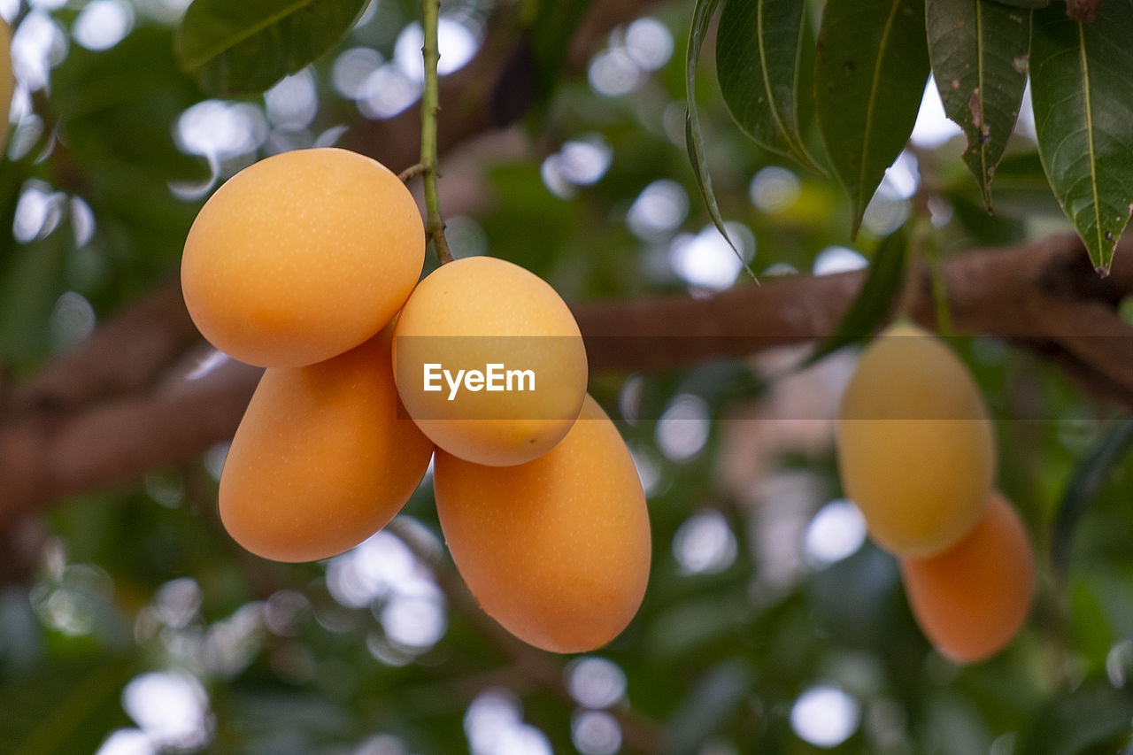 Low angle view of oranges growing on a tree