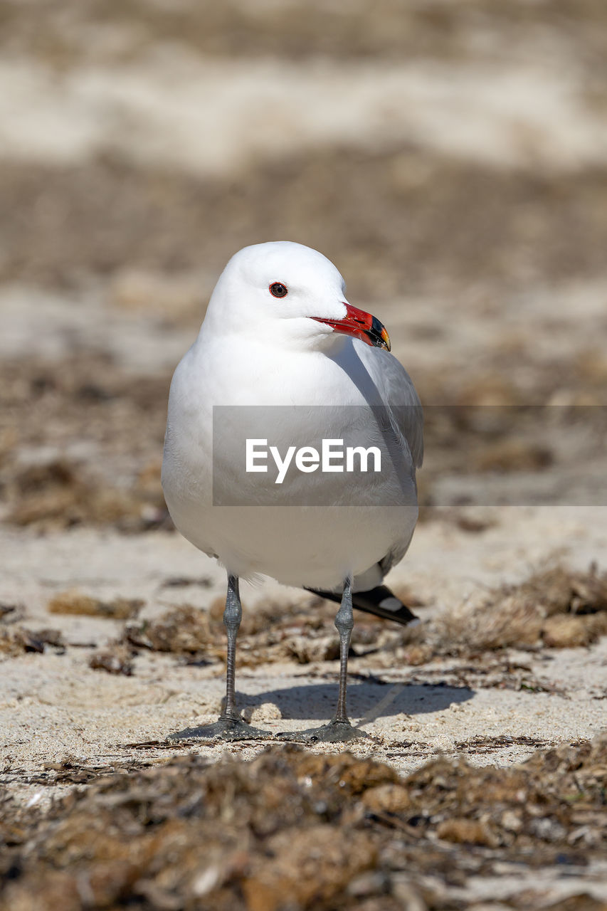 CLOSE-UP OF SEAGULL PERCHING ON THE LAND