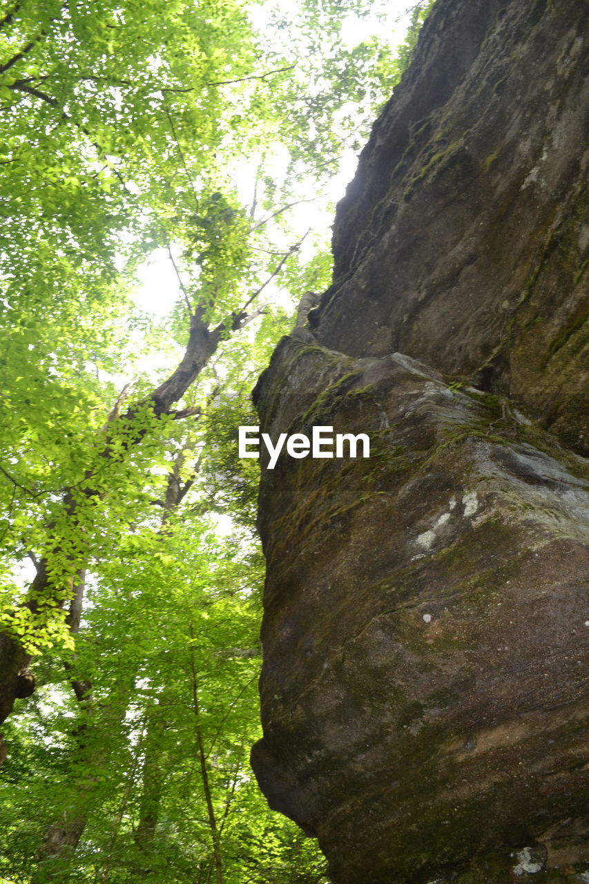 LOW ANGLE VIEW OF TREES