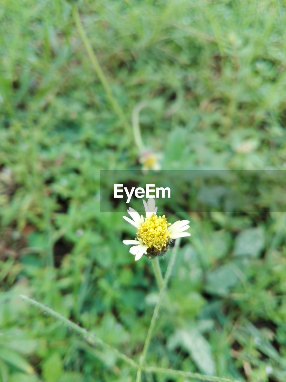 CLOSE-UP OF DAISY FLOWER GROWING ON GRASS